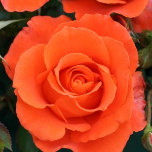 FOR YOU WITH LOVE (floribunda)